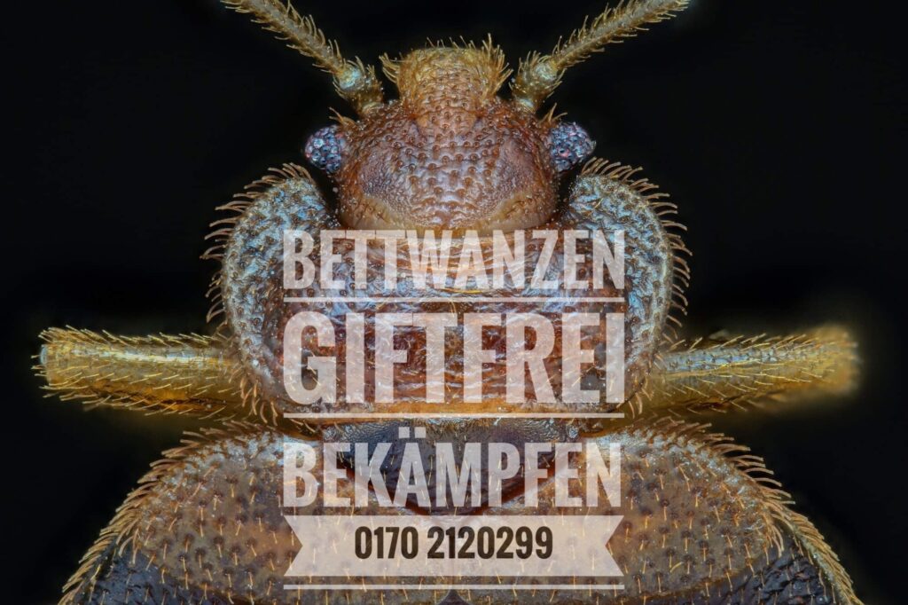 Kammerjäger Bettwanzen giftfreie Bekämpfung